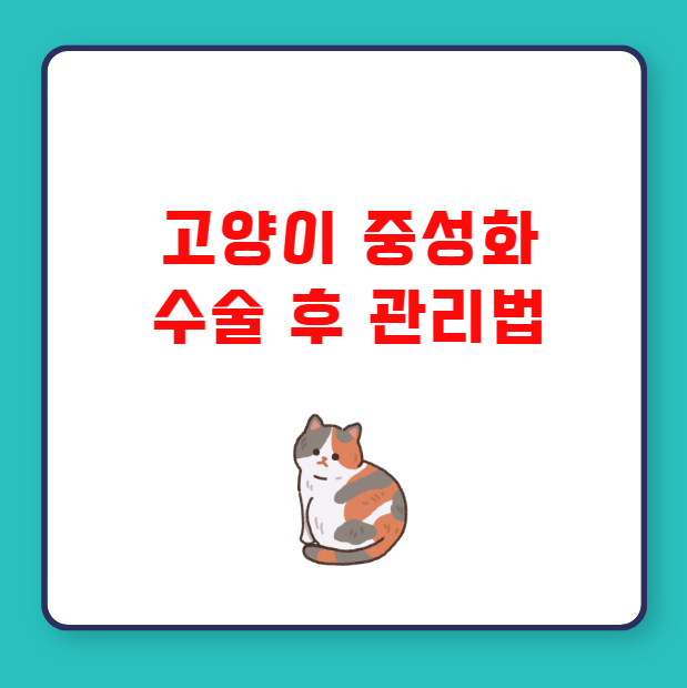 고양이 중성화 수술 후 관리법 주의사항