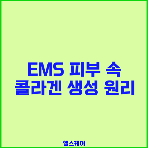 EMS 피부 속 콜라겐 생성 원리